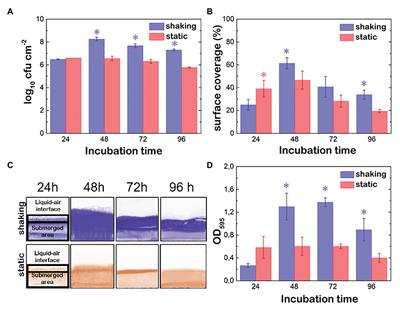 Self-Adaptation of Pseudomonas fluorescens Biofilms to Hydrodynamic Stress